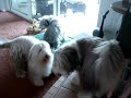 Maddy Loves Oliver: Bearded Collies