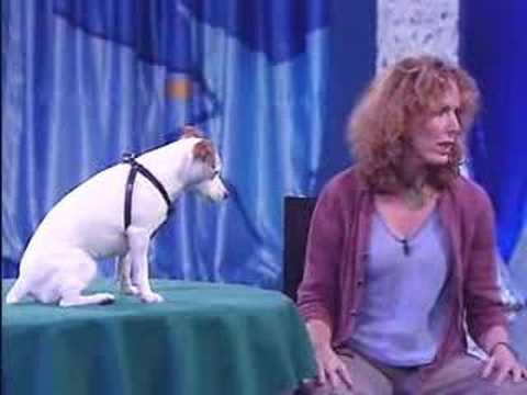 Smart Dogs - mathematical super smart dog.