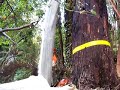 Acemaster tree lowering with GRCS