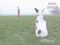 LINDO PERRITO