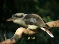 طائر القيثاره يتفنن في تقليد الأصوات