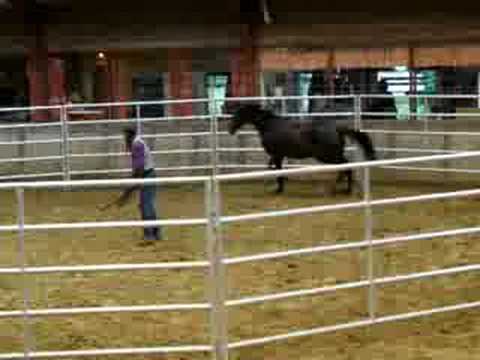 GaWaNi Pony Boy