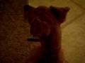 videos de Dogbook Movie: Lola's arrival