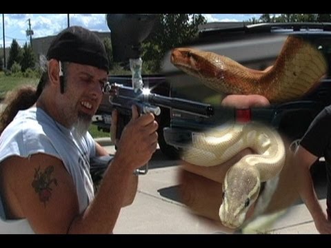 YouTube reptile video