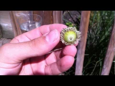 how to transplant small oak tree