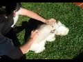 manutenção com faquinha do pêlo do schnauzer miniatura manutenção com faquinha do pêlo do schnauzer miniatura