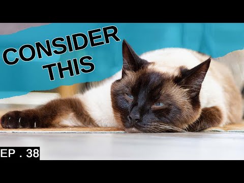 10 things to consider before getting a Siamese Cat ( DETAILED )