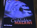 mon aquarium de cichlidés du lac malawi