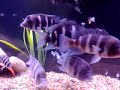 LAKE TANGANYIKA, FRONTOSA, CICHLIDS