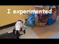Smoochie, disabled paraplegic cat manuvers her wheelchair with ease