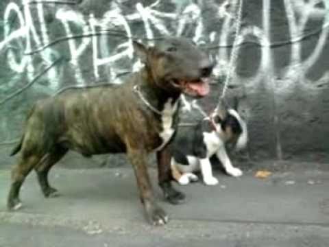 BULLTERRIER INGLES