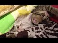 お布団でねんねする猫 sleeping kittens