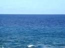 Baleines à Rurutu