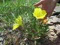 MTSU helps preserve cedar glades