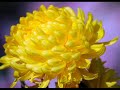 Chrysanthemums in Nikita, flowers photo show Chrysanthemums in Nikita, flowers photo show
