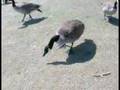 George in Wascana Park Regina Saskatchewan
