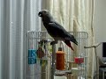 My Parrot -01-