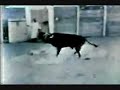 ABC Report about Mind Control