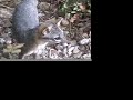 Birds, Beasts, & Bugs Birds, Beasts, & Bugs