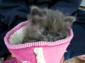 videos de Grey.AVI