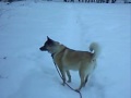 Flying snow leap