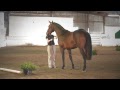 Warrior's Marque (38) 2007 Irish Draught Sporthorse gelding