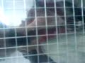 beefy gets killed!!!! but by who??