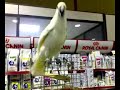 Cacatua de Terra Viva