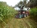 Corn Silage by     AGRIxBOY  2008.... 1ºpart