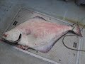 giant halibut