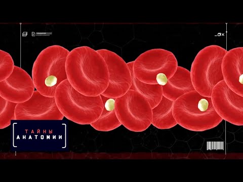 Кровеносная система | Тайны анатомии