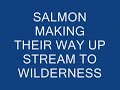 Salmon 2009.wmv