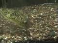 Tetraodon Mbu eating shrimp