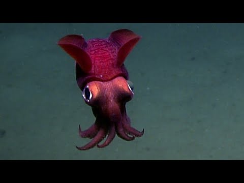 Facts: The Bobtail Squid