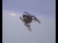 Spider on my car (Pavúk na mojom aute) Spider on my car (Pavúk na mojom aute)