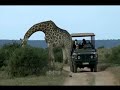 Family Travel Safaris: Kids on Safari: Family Travel Safari Travel Video PostCard www.travelvideopostcard.com Lions, leopards, elephants and rhinos are exciting, exhilarating parts of these wonderful Family Travel Safaris. Kids on Safaris, Families on Safaris are a new kind of Family Travel, and Family Travel is going to private game reserves in South Africa and Zimbabwe. Its a trip of a life time for kids fours years old and older to see the big five animals in the wild and Family Travel on these Family Travel Safaris are educational, including a visit to the Born Free Foundation and the Shamwari Wildlife Hospital. The Shamwari Game Reserve offers the program for families seeking adventure Family Travelers on these Kids Safaris stay in colonial-style lodges with air conditioned rooms, and Family Travel Safaris also get involved in bead making , African story telling, and star gazing