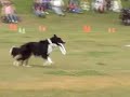 ROCKET-2007 USDDN DISC DOG SOUTHERN NATIONALS