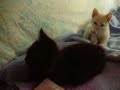 chloe and yin