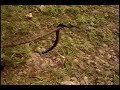 Cottonmouths on the Big Piney Cottonmouths on the Big Piney