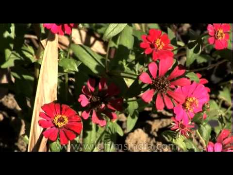 how to fertilize zinnias