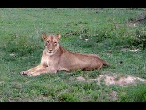 South African Safari