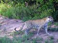 South African Safari - Thumb #1