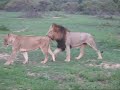 South African Safari