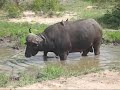 South African Safari - Thumb #3