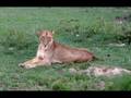 South African Safari - YouTube