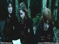 Hermione [Darcy's Wild Life]