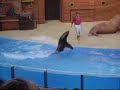 Sealion Show Sealion Show