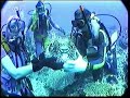 Scuba dive Bunker & Capricorn, Heron, Lady Musgrave Isl. Scuba dive Bunker & Capricorn, Heron, Lady Musgrave Isl.