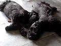 Giant Schnauzer Puppies III