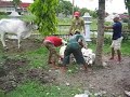 Cepu Idul Adha sapi 1 Cepu Idul Adha sapi 1